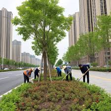 2026美加墨世界杯官网 武清最大绿化苗市场在哪里